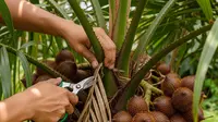 7 Cara Menanam Salak dari Biji di Halaman Rumah untuk Panen Melimpah