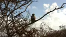 Monyet bersantai di atas pohon, Cayo Santiago yang dikenal sebagai Pulau Monyet di Puerto Rico, 4 Oktober 2017. Pulau ini merupakan rumah bagi sekitar 400 monyet yang awalnya dibawa dari India untuk tujuan penelitian pada tahun 1938. (AP/Ramon Espinosa)