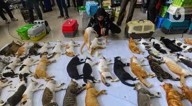Dokter hewan melakukan sterilisasi kucing lokal di Mall Metro Kebayoran, Jakarta Selatan, Kamis (22/2/2024). (merdeka.com/Arie Basuki)