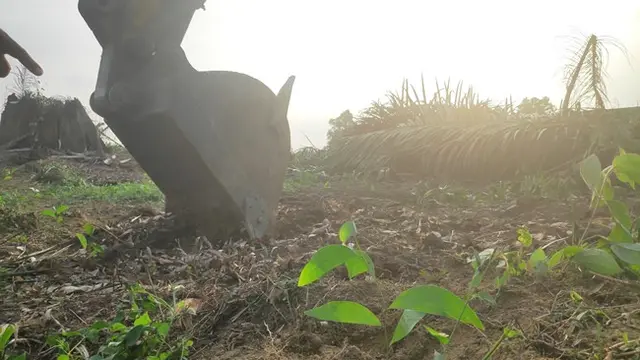 Alat berat yang menumbangkan pohon sawit dalam eksekusi lahan di Kabupaten Pelalawan.