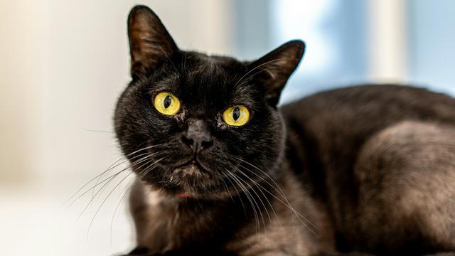 Bombay Cat