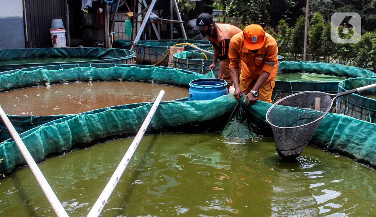 Petugas PPSU Kelurahan Grogol Utara melakukan budidaya ikan lele dan nila dengan sistem bioflok memanfaatkan lahan fasos-fasum milik Pemprov DKI Jakarta di Jalan Biduri Bulan I, Blok J2 Permata Hijau, Kebayoran Lama, Jakarta Selatan, Kamis (27/1/2022). (Liputan6.com/Johan Tallo)