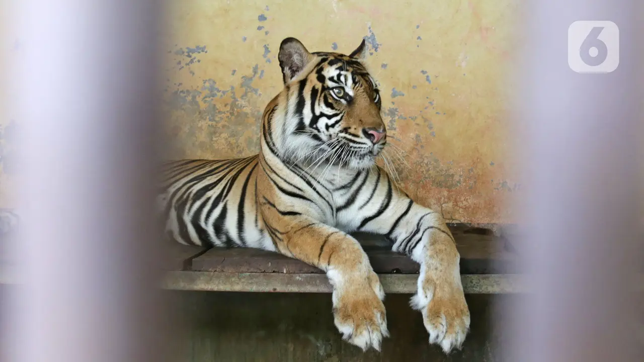 Dua Harimau di Ragunan Terpapar COVID-19