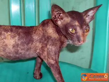 Kucing Aneh tidak Berbulu