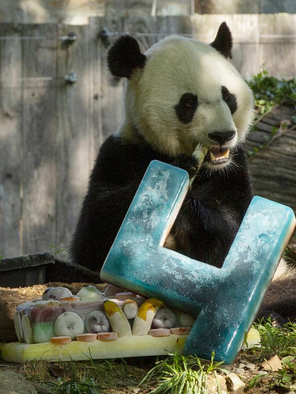 Panda Bei Bei memakan kue ulang tahunnya yang ke-4 di Kebun Binatang Nasional Smithsonian di Washington, DC (22/8/2019). Bei Bei akan pindah ke China setelah berusia empat tahun, menurut perjanjian Kebun Binatang Nasional Smithsonian dan Asosiasi Konservasi Margasatwa China.(AFP Photo/Alastair Pike)