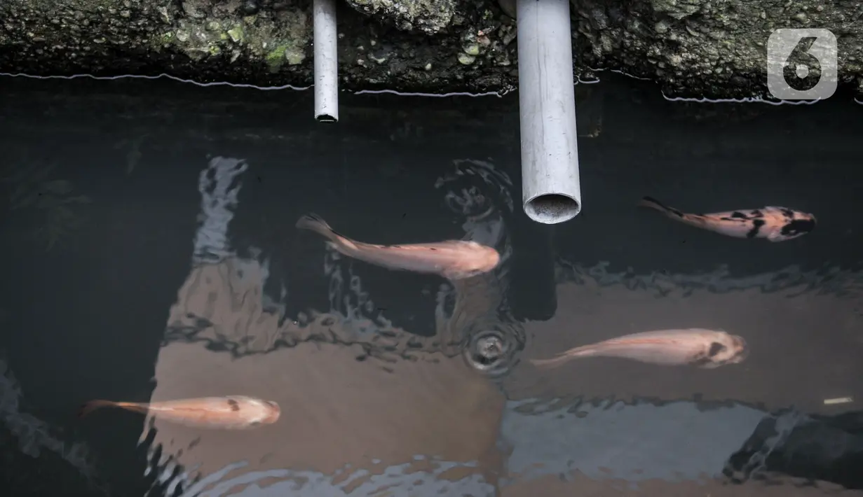 Sejumlah ikan terlihat di sekitar selokan di Jalan Lorong 103, Koja, Jakarta, Senin (1/3/2021).  Kolam tersebut terdapat berbagai jenis ikan mulai nila, mujair, patin, koi, hingga lele dengan tujuan menciptakan saluran air yang bebas sampah. (merdeka.com/Iqbal S. Nugroho)