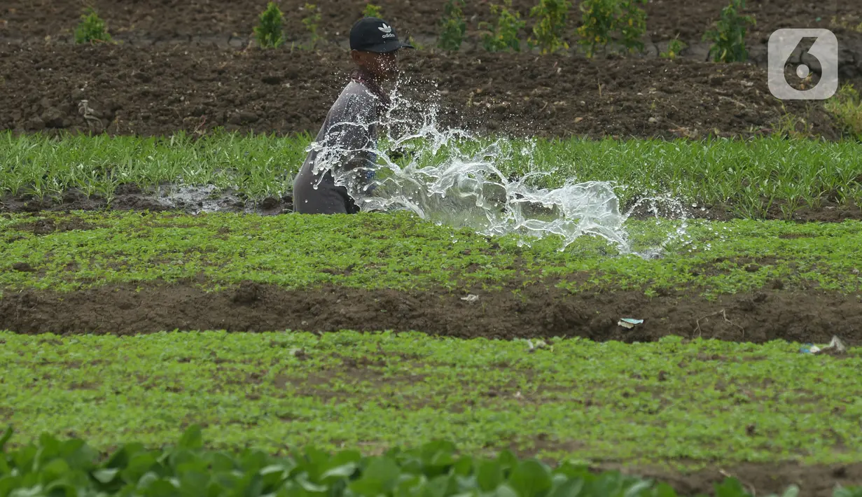Petani menyiram sayur sawi saat panen di Para Meter Utara Desa Selapajang, Tangerang Banten, Selasa (23/11/2021). Petani menjualnya satu gabuk  isi 20 ikat dengan harga Rp 60 ribu rupiah ke pasar induk Tangerang. (merdeka.com/Imam Buhori)