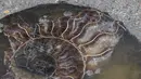 <p>Fosil amon ditemukan tertanam di trotoar baru area perbelanjaan di Bangkok, Thailand pada 3 Mei 2022. Para ahli paleontologi mengatakan lebih dari 70 cangkang yang tertanam di jalan setapak di luar pusat perbelanjaan Bangkok telah ditemukan sebagai fosil makhluk laut yang hidup lebih dari 66 juta tahun yang lalu. (Alex OGLE / AFP)</p>