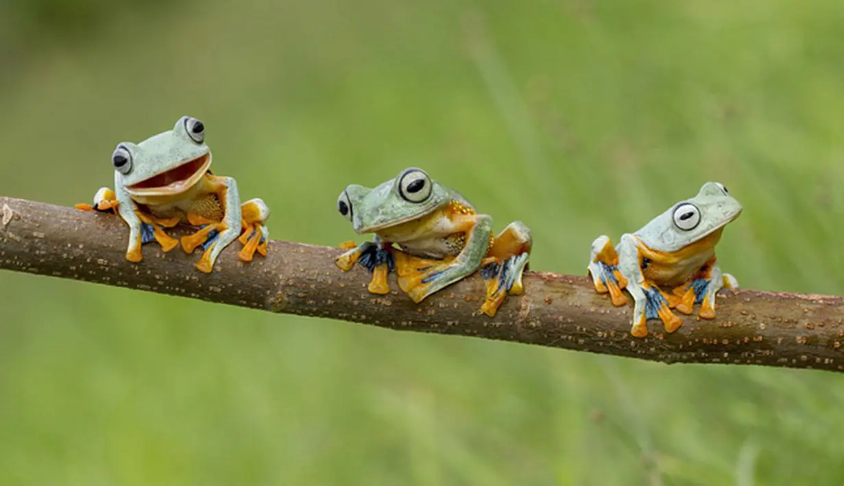 Ketiga katak lucu ini sepertinya tahu bahwa mereka sedang difoto. Merekapun memasang gaya masing-masing, Kalimantan.(dailymail)