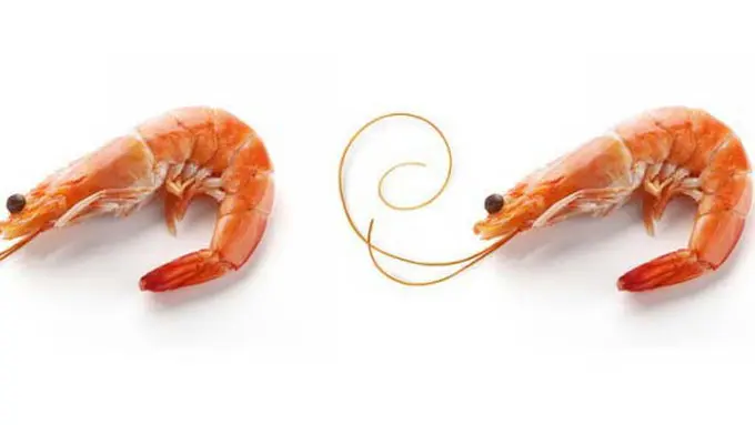 (C) ahoycharleston.com