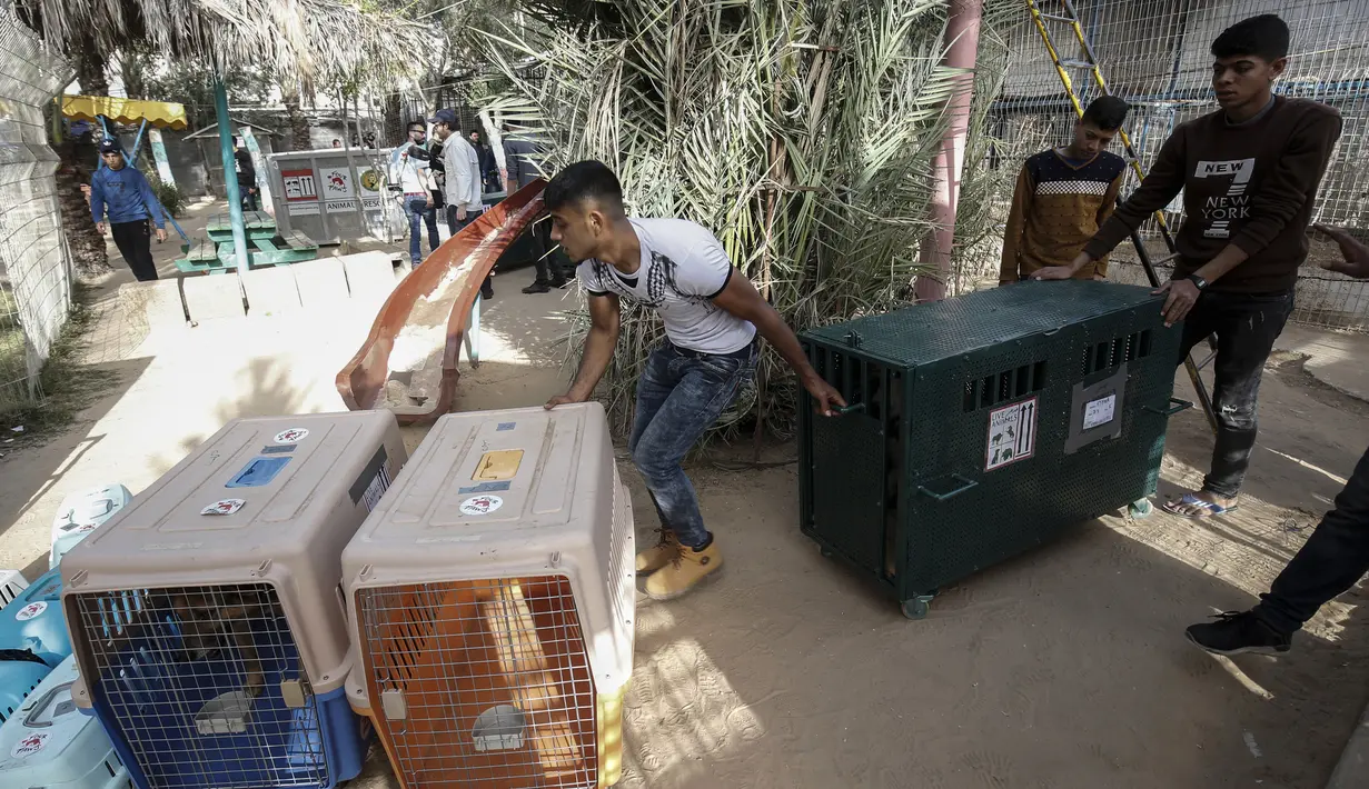 Pekerja kebun binatang dan anggota organisasi kesejahteraan hewan internasional Four Paws mengangkut kandang berisi hewan saat akan dievakuasi dari kebun binatang di Rafah, Jalur Gaza, Palestina, Minggu (7/4). (SAID KHATIB/AFP)
