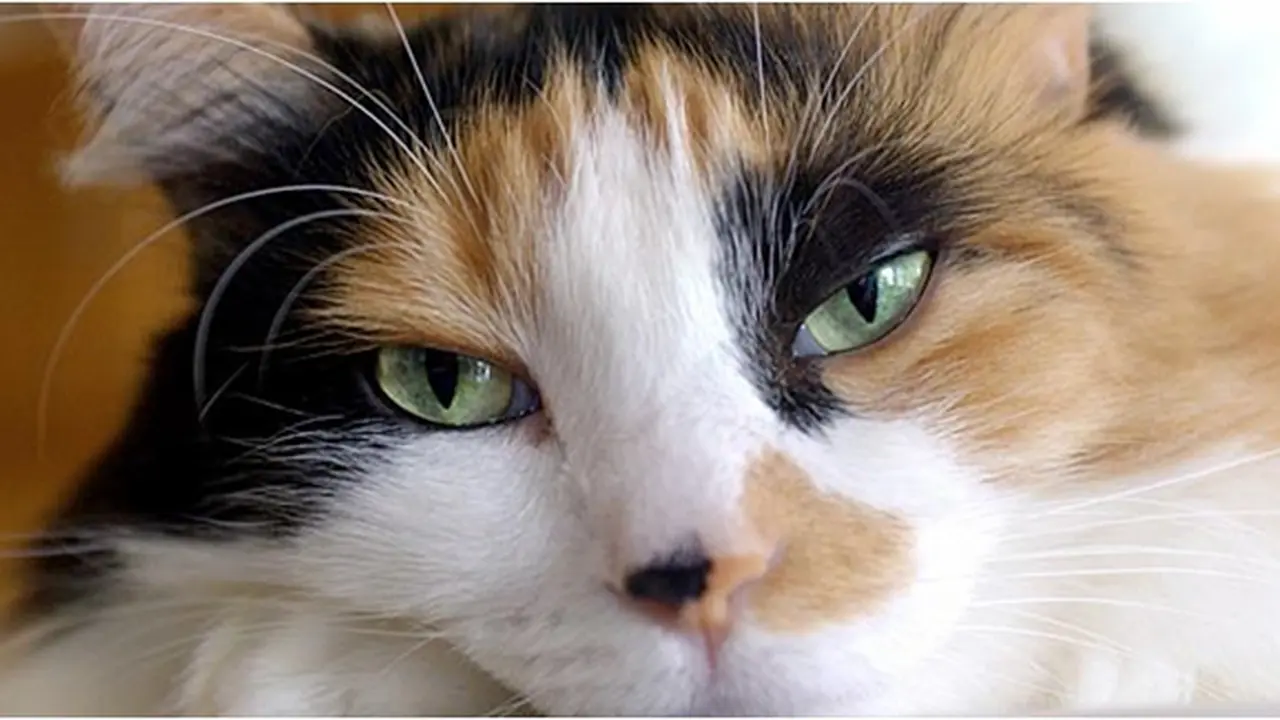 Foto: copyright petfinder.com