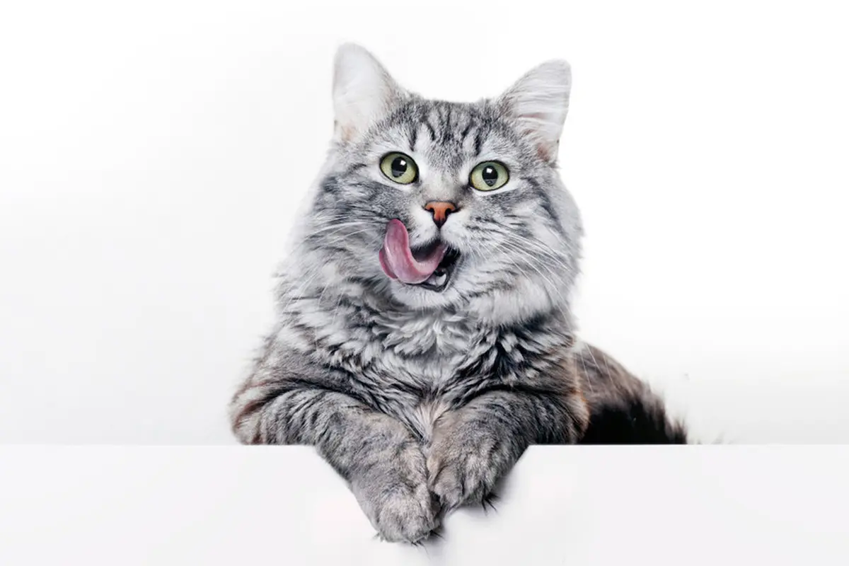 Kucing-Vania