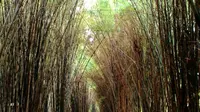 Hutan Bambu Keputih, Surabaya, Jawa Timur. (merdlicious/Instagram)