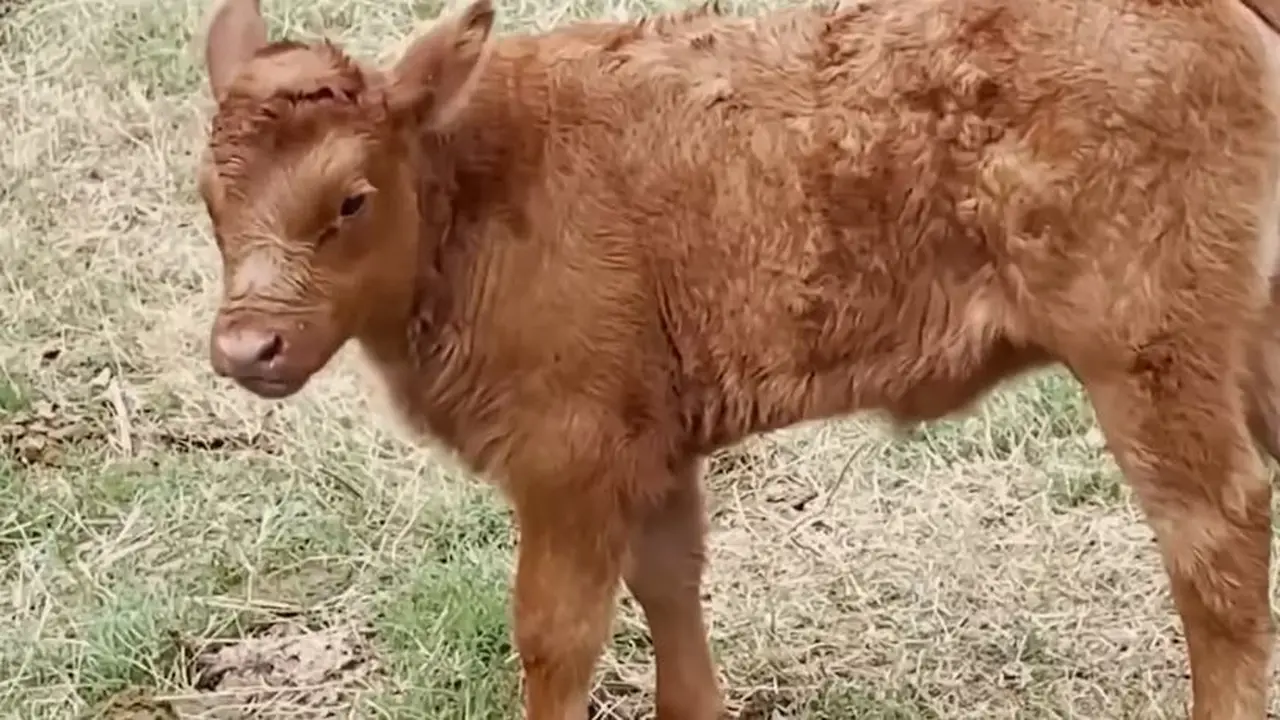 Heboh Sapi Betina Merah Lahir di Israel, Jadi Tanda Kiamat Versi Yahudi