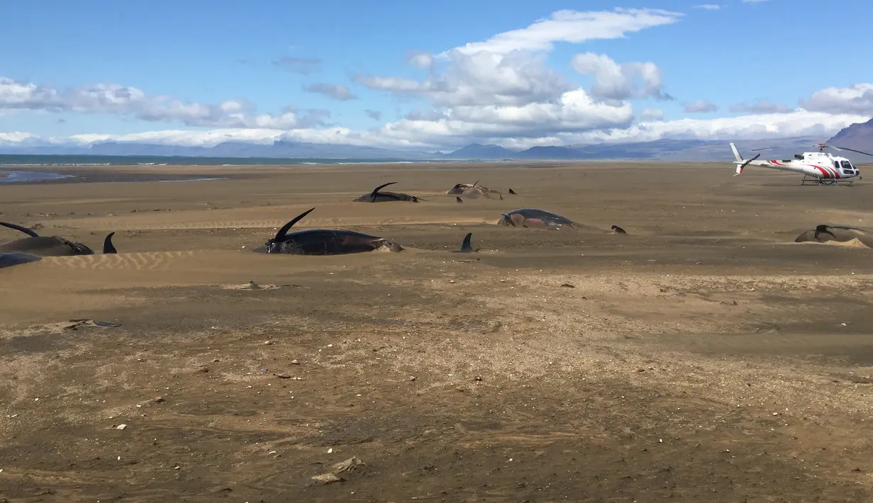 Puluhan paus pilot mati terdampar di di Pantai Snaefellsnes Peninsula, Islandia Barat (18/7/2019). Paus mati tersebut diyakini berenang ke darat kemudian mati karena dehidrasi. (David Schwarzhans via AP)