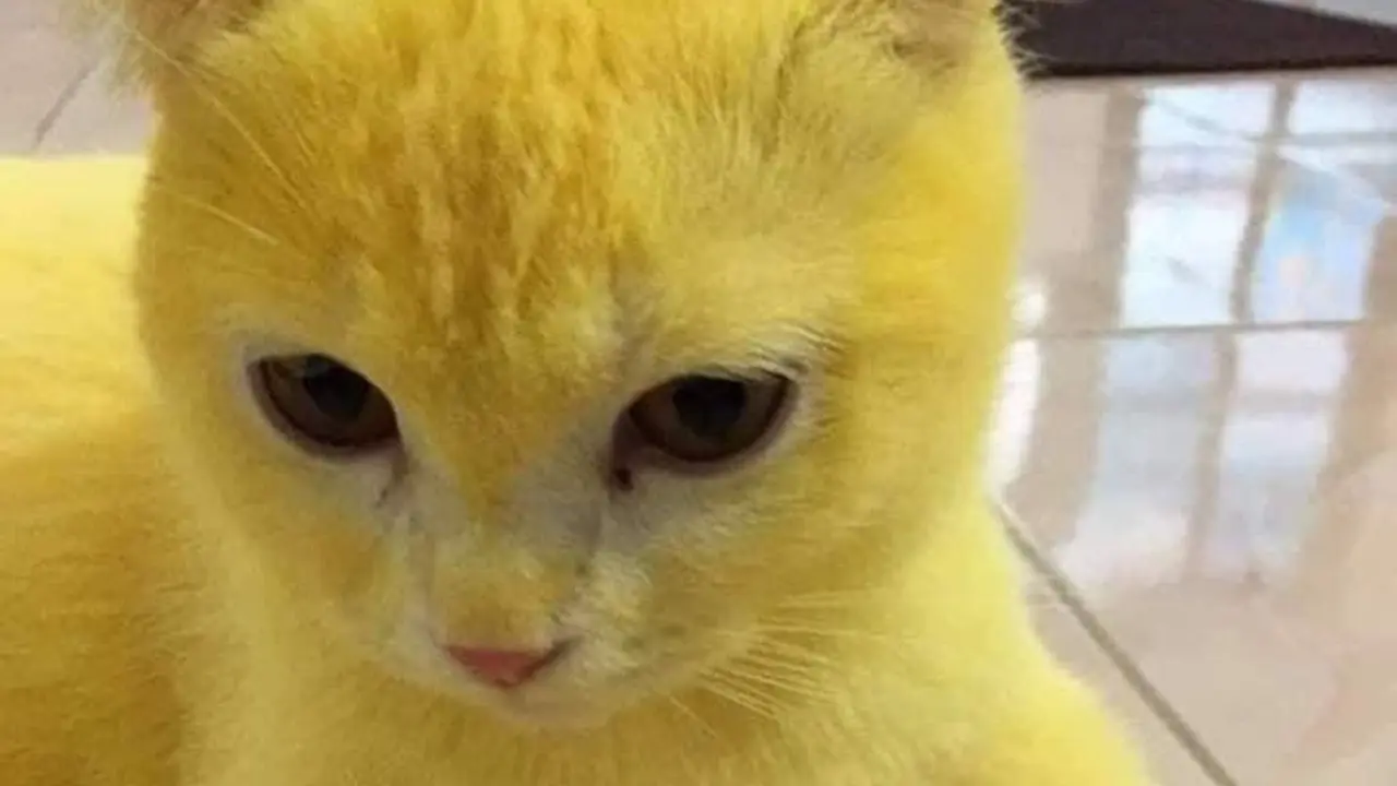 Kucing