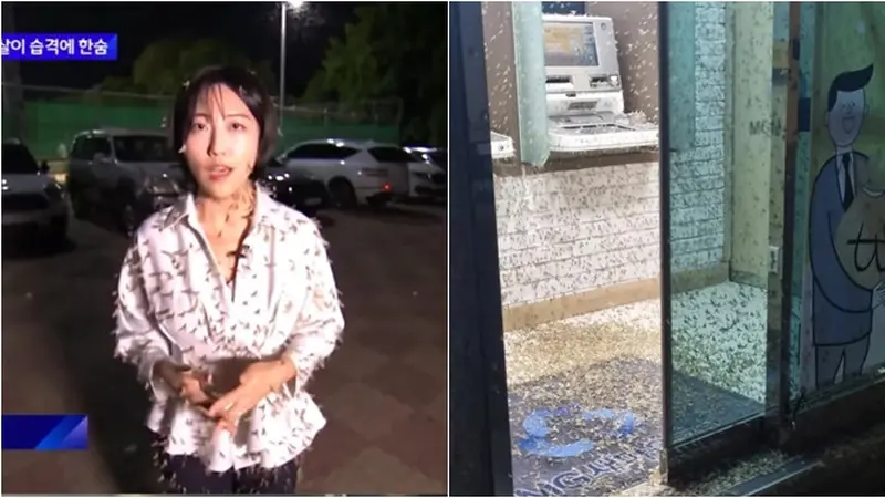 Warga Seoul Dikepung Serangga Lalat Capung, Reporter Berita Ini Ikut 'Diserang'