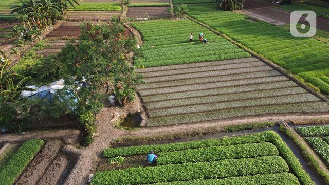 FOTO: Aktivitas Petani Lahan Garapan di Utara Jakarta
