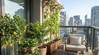 10 Tanaman Buah Mini yang Bisa Berbuah di Balkon Apartemen