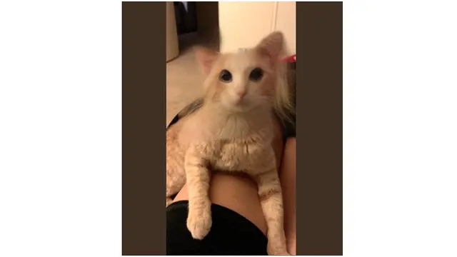4 Foto Kucing Gunakan Aplikasi Filter Ini Kocak Abis