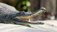 5 Animals from Prehistoric Times That Are Still Alive
