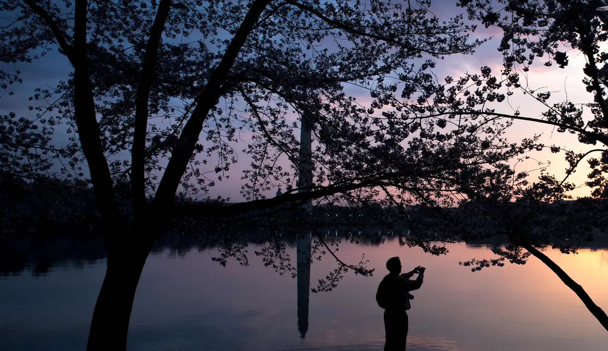 Seorang warga memotret pohon sakura yang bermekaran di sekitar Basin Tidal saat matahari terbit di Washington, DC, (4/6). (AFP Photo/Saul Loeb)