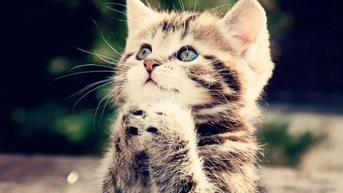 Foto: copyright it.forwallpaper.com