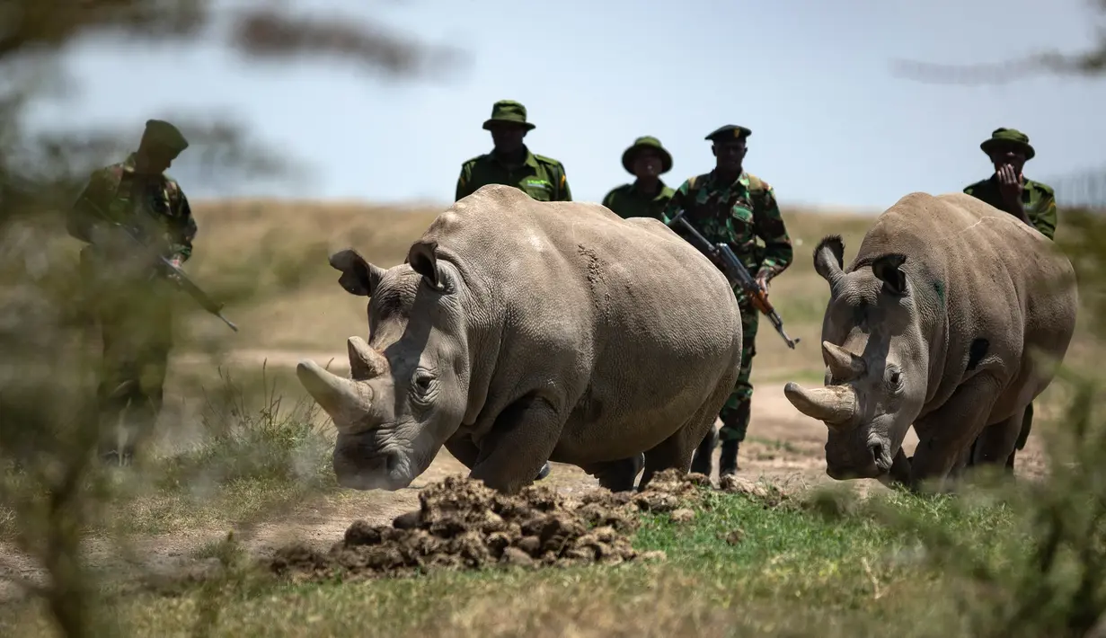 Dua badak betina putih, Fatu (19) dan Najin (30) merumput di kandang suaka margasatwa Ol Pejeta, 23 Agustus 2019. Para pakar hewan di Kenya berhasil mengambil telur-telur dari dua ekor badak putih yang masih tersisa di bumi, dalam upaya menyelamatkan spesies itu dari kepunahan. (AP/Ben Curtis)