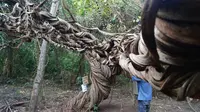 Pohon Trinil Raksasa di Lamongan Jadi Tempat Wisata Selfie Unik