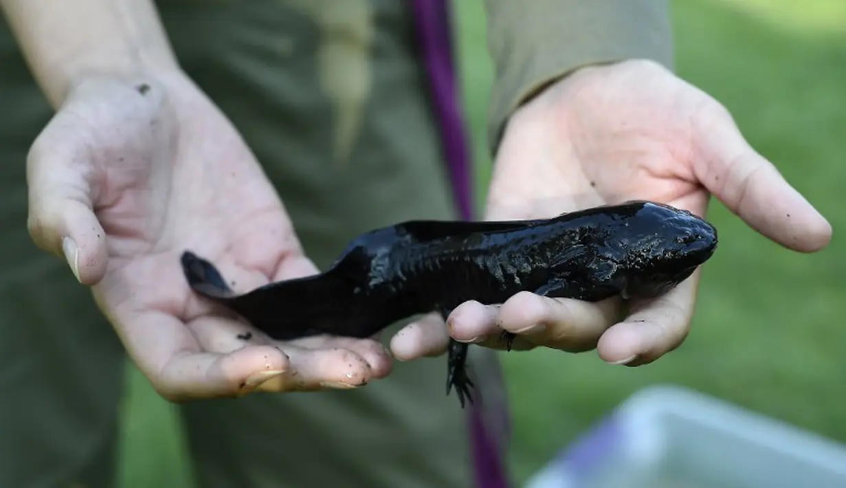 Keberadaan Axolotls yang terancam punah sedang dikembangbiakkan di laboratorium restorasi ekologi di Universitas Otonomi Meksiko (UNAM) di Xochimilco, Meksiko selatan (29/8/2014) (AFP PHOTO/RONALDO SCHEMIDT)