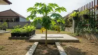 10 Tanaman yang Cocok Ditanam di Atas Septic Tank Tanpa Merusak Struktur