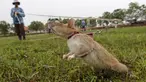Seekor tikus saat mendeteksi keberadaan ranjau di Siem Reap, Kamboja (13/7/2015). Organisasi asal Belgia, APOPO mendatangkan tikus spesies Gambia dari Tanzania ke Kamboja untuk membersihkan ranjau sisa perang sipil 1970. (REUTERS/Samrang Pring)