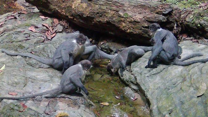 Lutung Kutai: Terancam Punah, Tapi Belum Diakui Negara