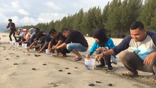 Kegiatan melepasliarkan 93 ekor tukik jenis penyu lekang atau bernama latin Lepidochelys olivacea yang baru menetas (Liputan6.com/Rino Abonita)