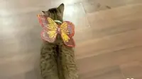 Balai Kota Pelihara Banyak Kucing dan Punya Komunitas, Pramono Anung Minta Semua Dimandikan. foto: (dok.Instagram @pramonoanungw/https://www.instagram.com/reel/DHxflF9IXLy/Henry)