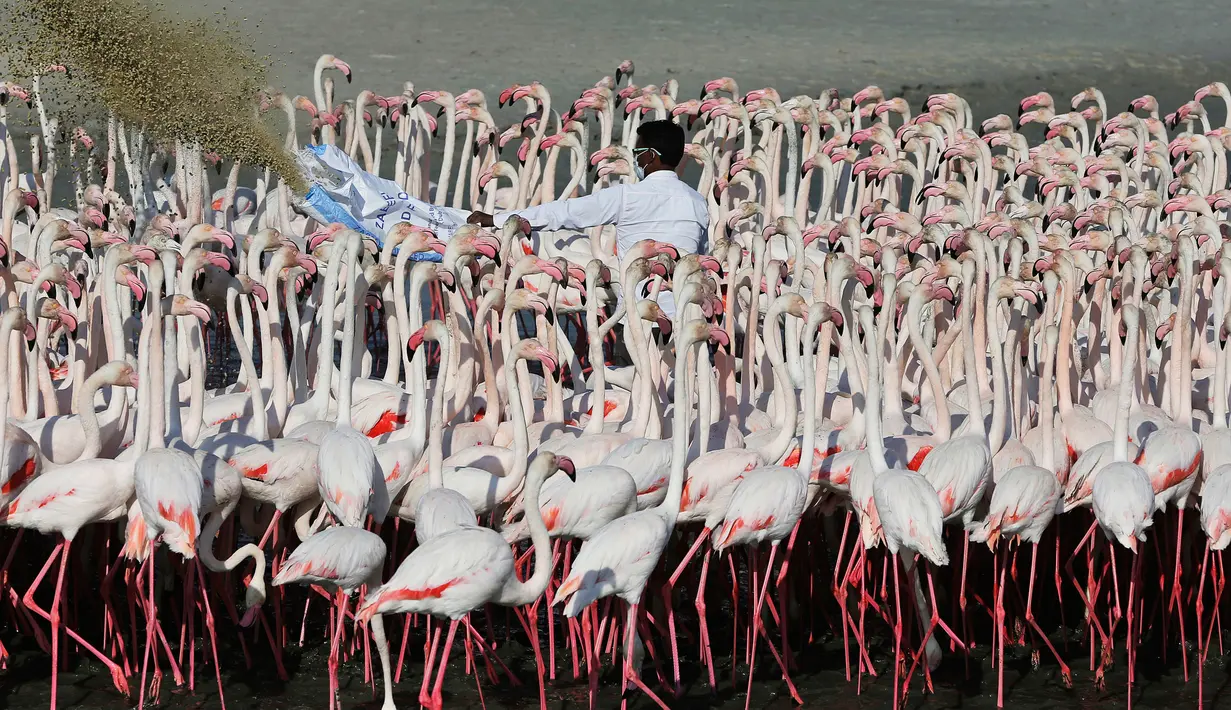 Seorang pekerja memberi makan burung flamingo di Ras Al Khor Wildlife Sanctuary di Dubai, Uni Emirat Arab (2/6). Pemerintah Dubai membuat cagar alam di pesisir guna menjaga habitat flamingo serta mencegah erosi. (AP Photo / Kamran Jebreili)