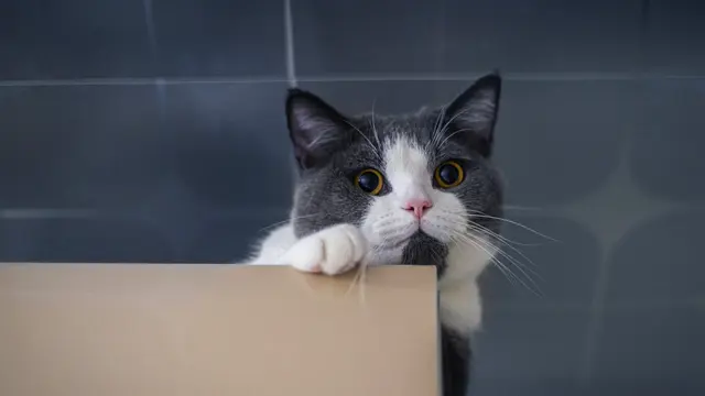 Kucing Lemas Tidak Mau Makan