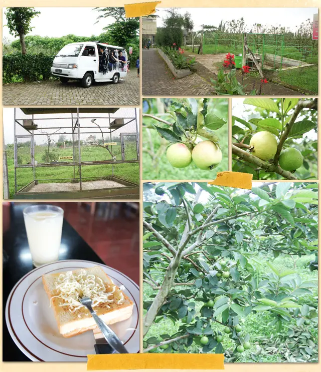 Berbagai fasilitas, seperti mobil keliling, bisa dinikmati para pengunjung Kusuma Agrowisata, Batu, Malang