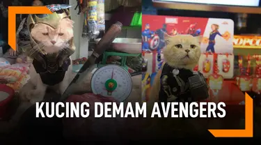 Cho, Si Kucing Lucu Cosplayer Pahlawan Super Avengers