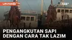 Beredar video pengangkutan beberapa sapi di pelabuhan dengan cara tak lazim viral di media sosial