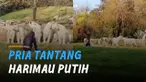 Sebuah rekaman memperlihatkan seorang pria berdiri di depan 11 harimau. Kejadian itu terjadi di Beijing Wildlife Park, China.