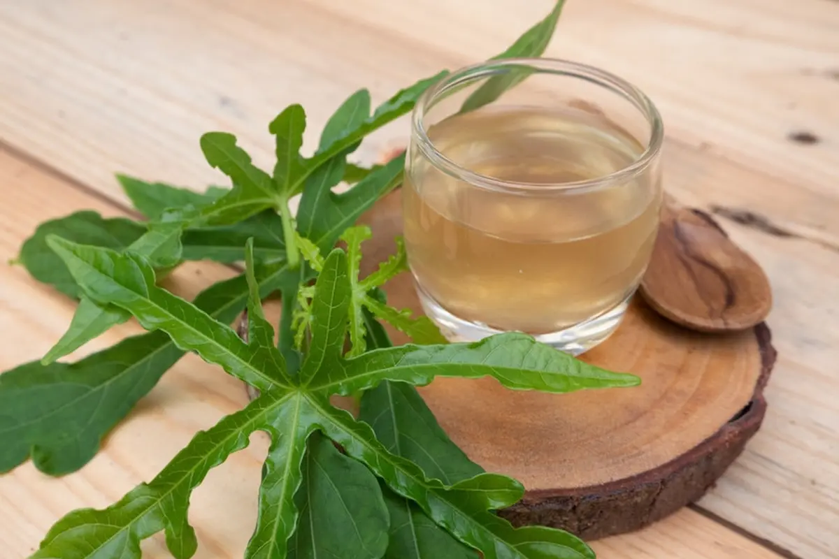 minuman resep seduhan daun pepaya jamu kesehatan