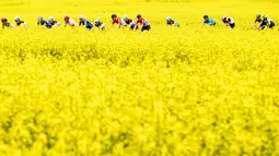 Sejumlah pembalap melintasi ladang rapeseed dengan hamparan bunga kuning saat mengikuti perlombaan Tour de Romandie UCI ProTour ke-72 di Bottens, Swiss (29/4). (Laurent Gillieron / Keystone via AP)
