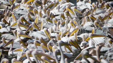 Ribuan burung pelikan yang berjenis pelikan putih besar berkumpul di waduk Mishmar HaSharon, Israel, Kamis (13/10). Pelikan ini akan bermigrasi menuju Afrika. (AP Photo/Ariel Schalit) 