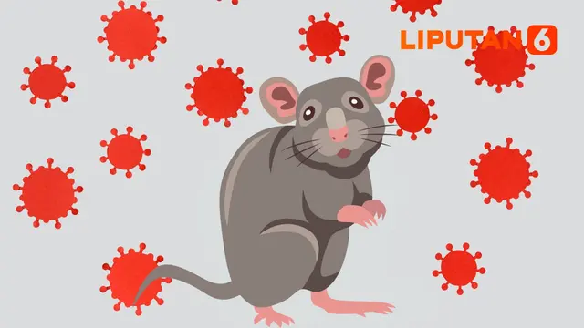Hantavirus (Ilustrasi: Abdillah/Liputan6.com)