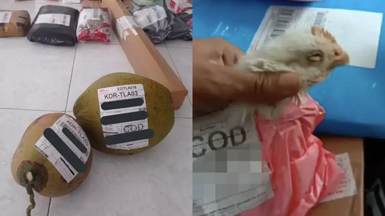 6 Potret Paket Ini Bakal Bikin Kurir Senyum Tipis, Barang Pesanan Anti-Mainstream
