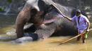 Seorang pawang memandikan gajah di taman umum pada hari pertama prosesi Buddhis Navam tahunan terbesar selama dua hari di kota itu, yang juga dikenal sebagai festival Perahera, di Kolombo, Sri Lanka (15/2/2022). (AFP/Ishara S. Kodikara)
