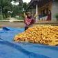 Di tengah pandemi Covid-19 kualitas jagung yang dihasilkan sangat bagus. Sehingga harga jagung di tingkat petani membuat para petani tersenyum.