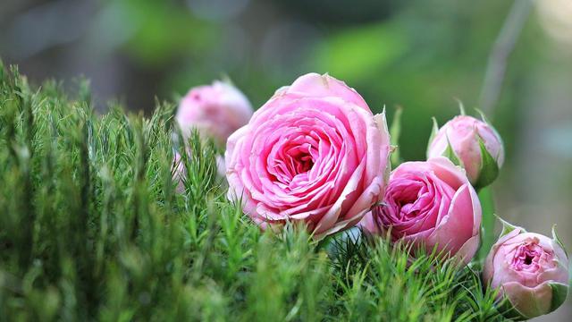12 Macam-Macam Bunga Mawar Paling Populer, Percantik Halaman Rumah